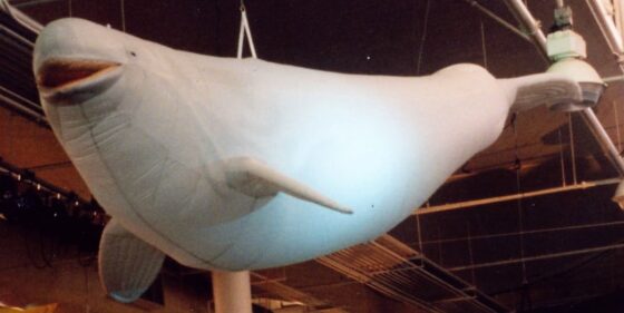 Beluga Whale Parade Balloon